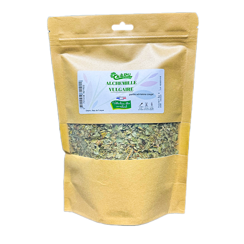 Alchemille Vulgaire Partie Aérienne Coupé